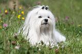 BICHON MALTAIS 018